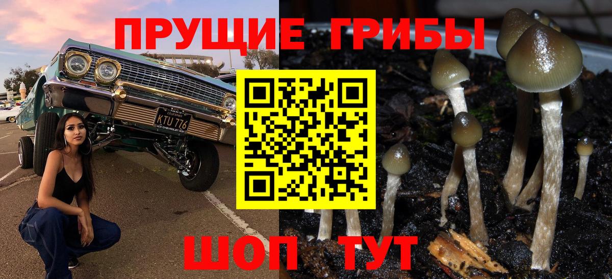 Сибай  Псилоцибиновые грибы Psilocybine cubensis  Вход с VPN 